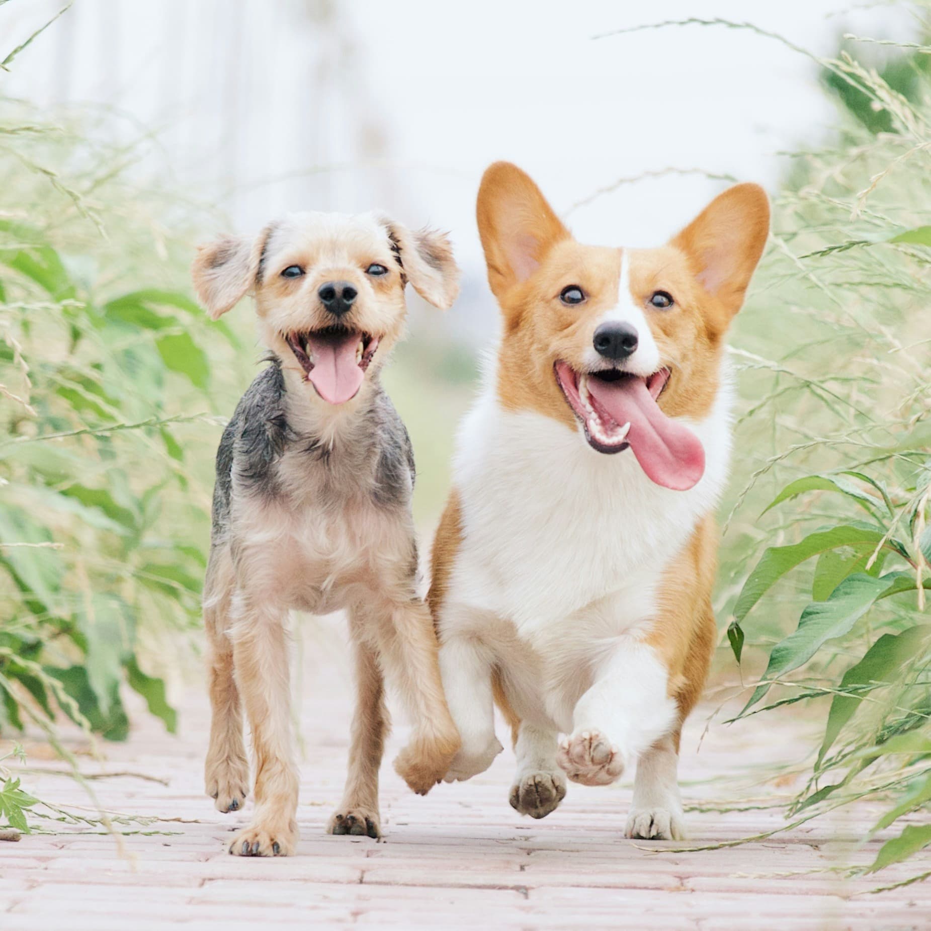 Two happy dogs, a terrier and a corgi, are running down a garden path towards the camera.