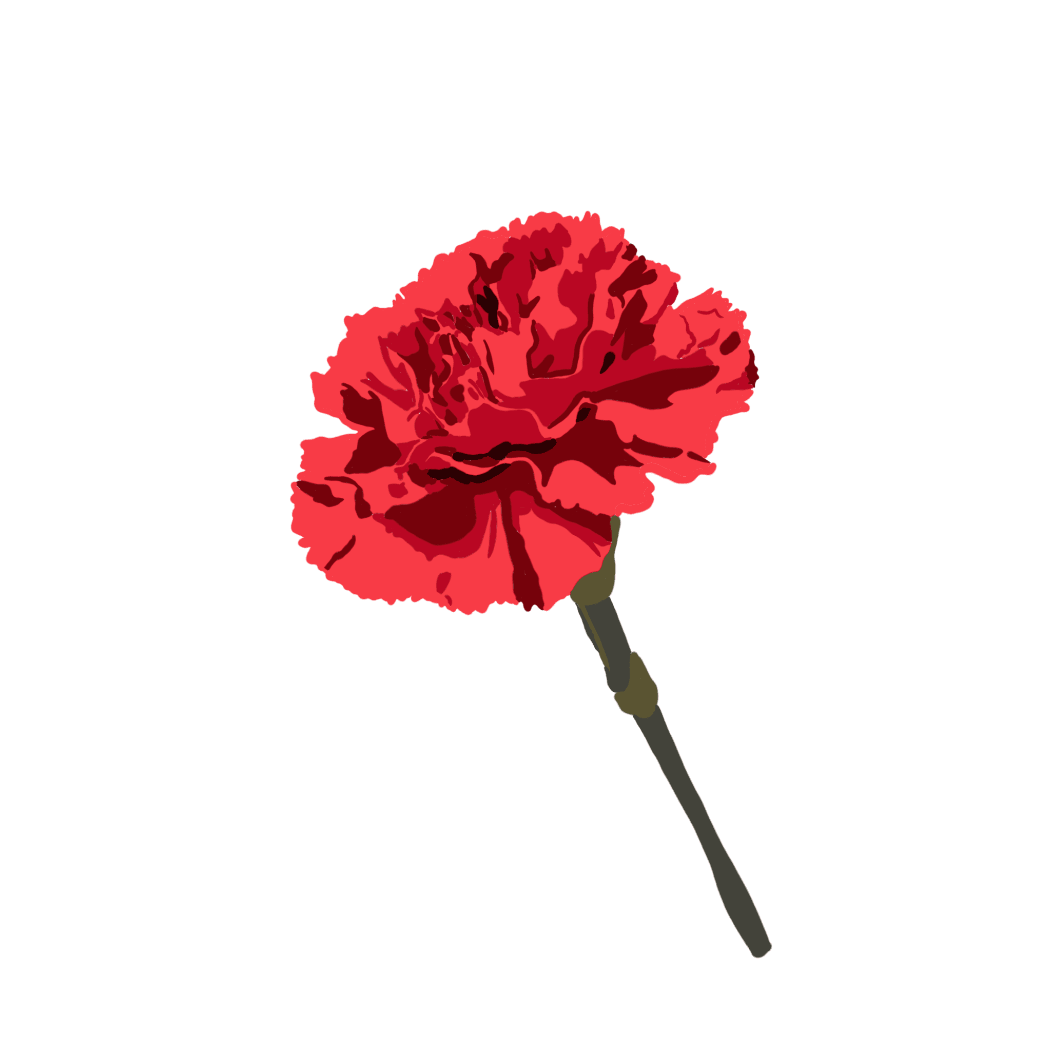 A drawing of a red carnation.
