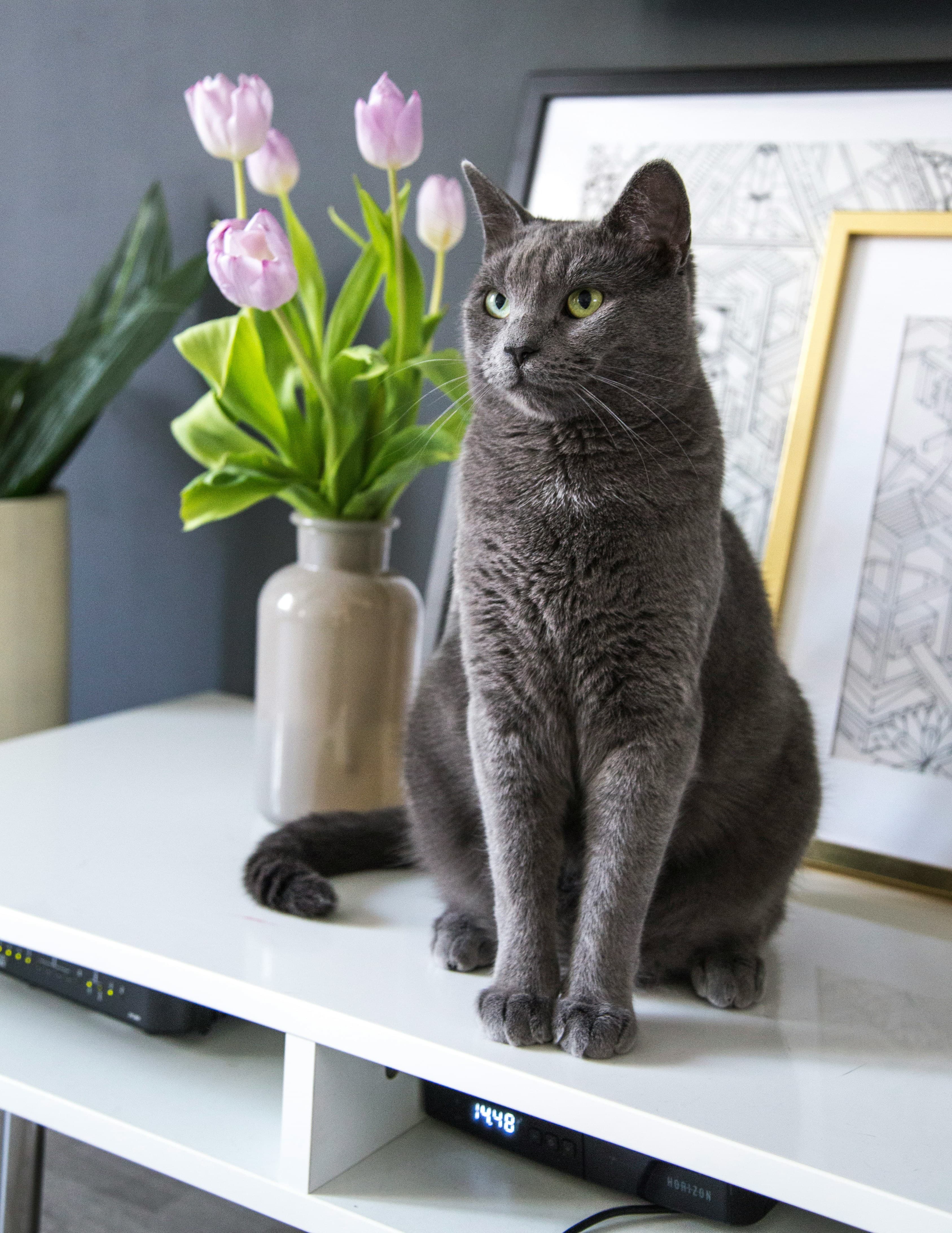 A photo of a solid gray cat sitting on a shelf in front of a vase of purple tulips.