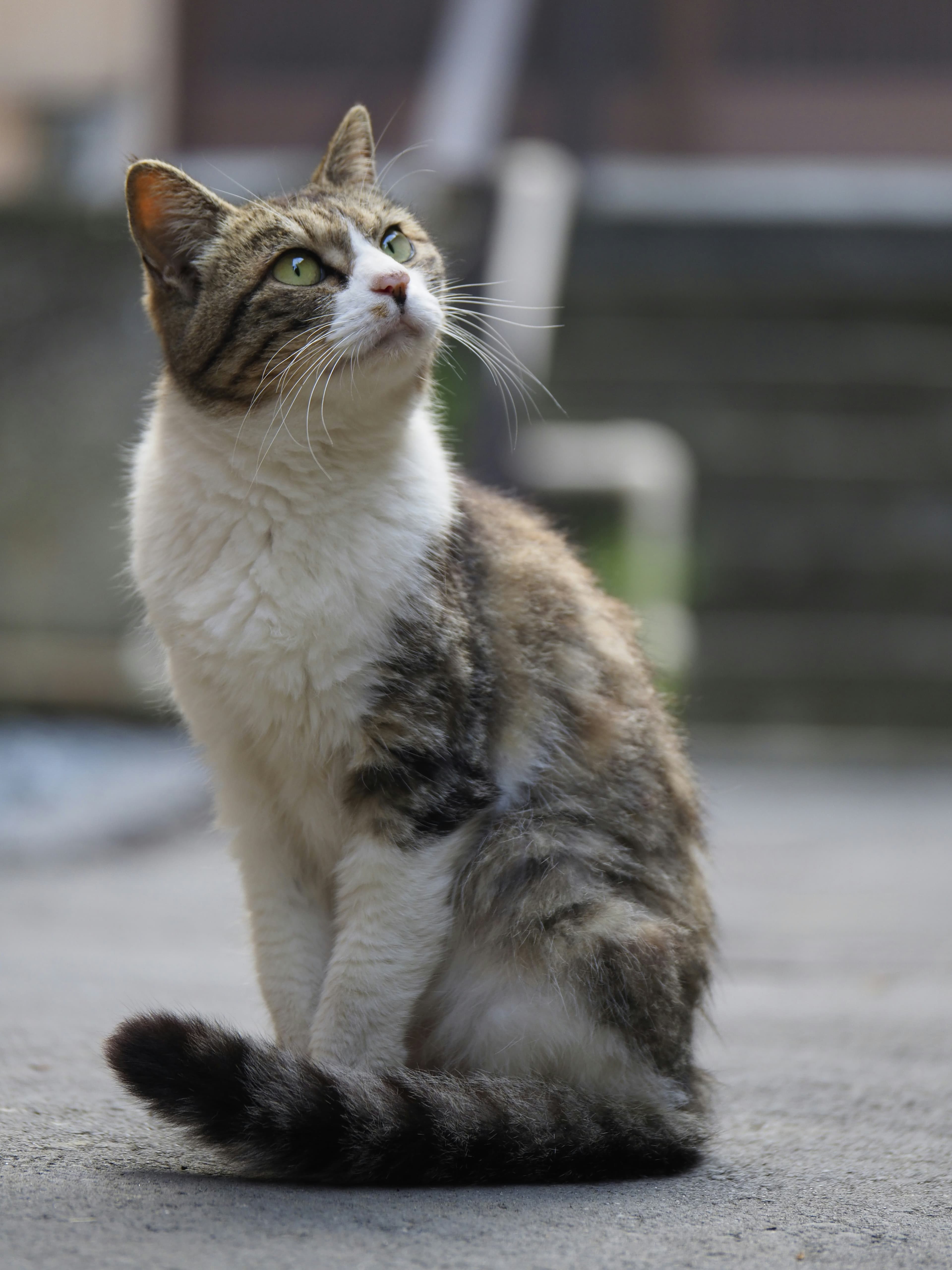 A tabby and white cat sitting on pavement.