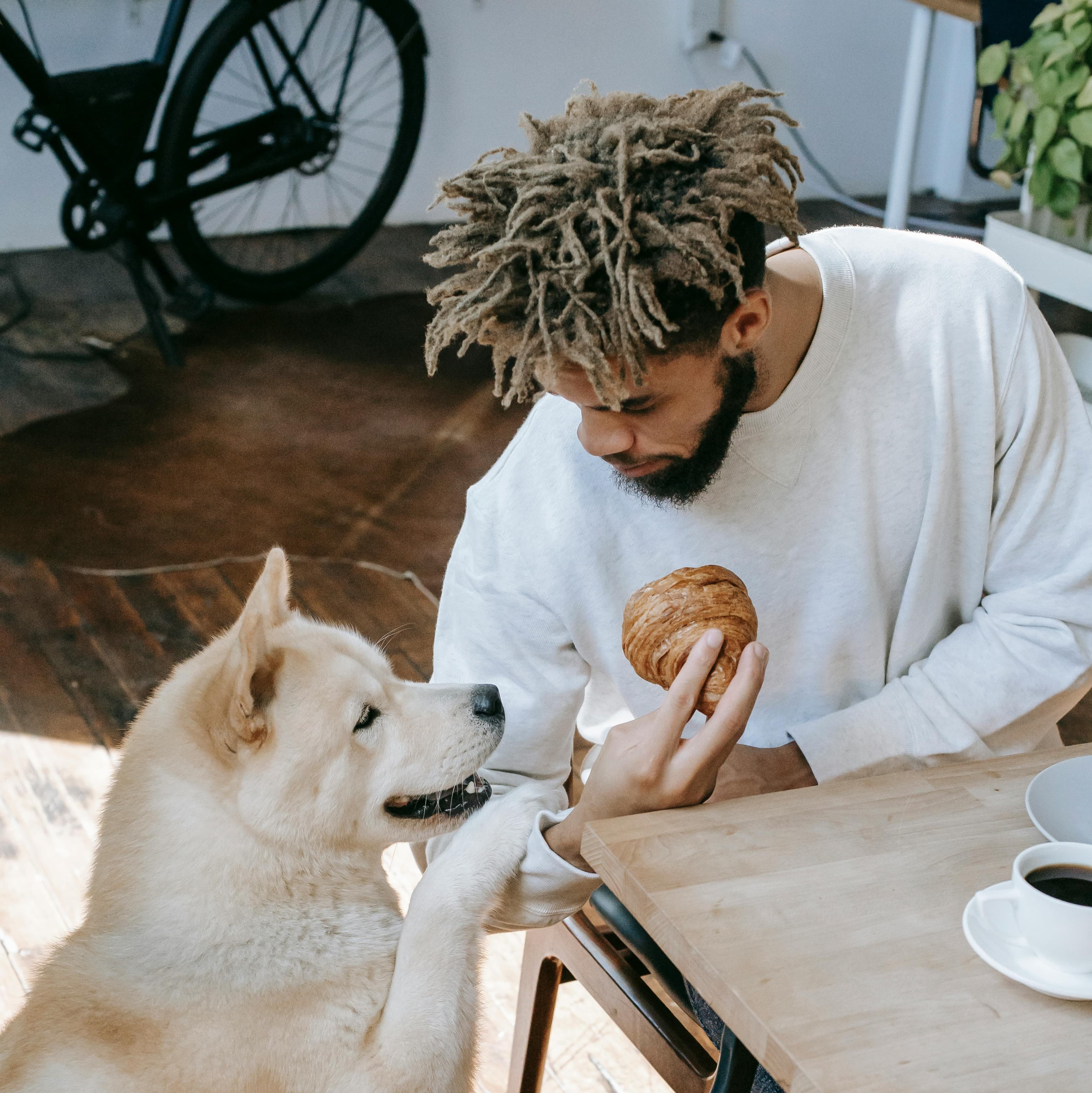 A man with cool hair is sitting at a table holding croissant and a cream-colored dog is sitting next to him begging for some of the food. The man is talking to the dog.