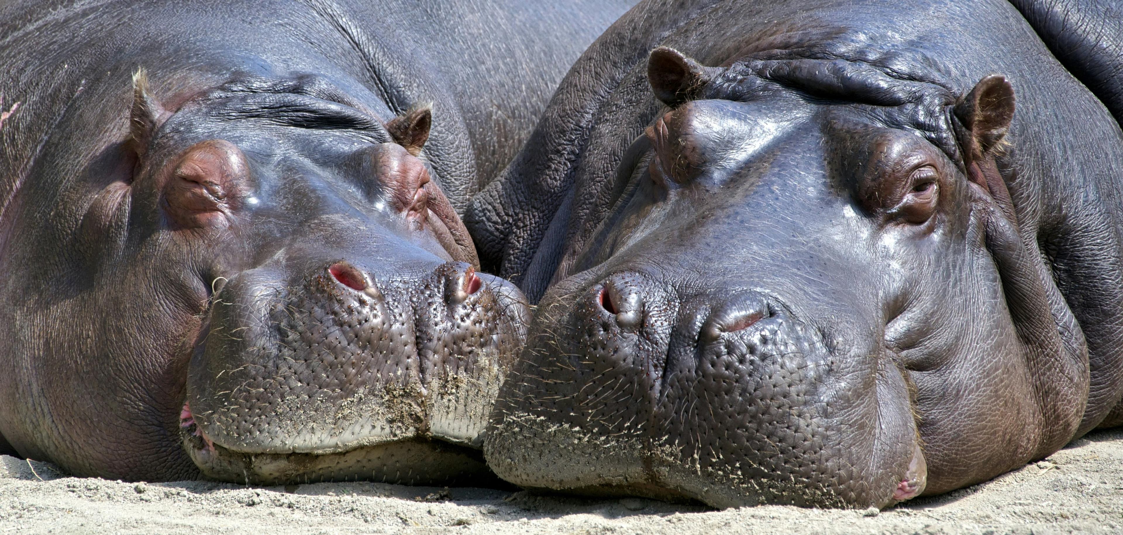 The heads of two hippos lying in the sun.