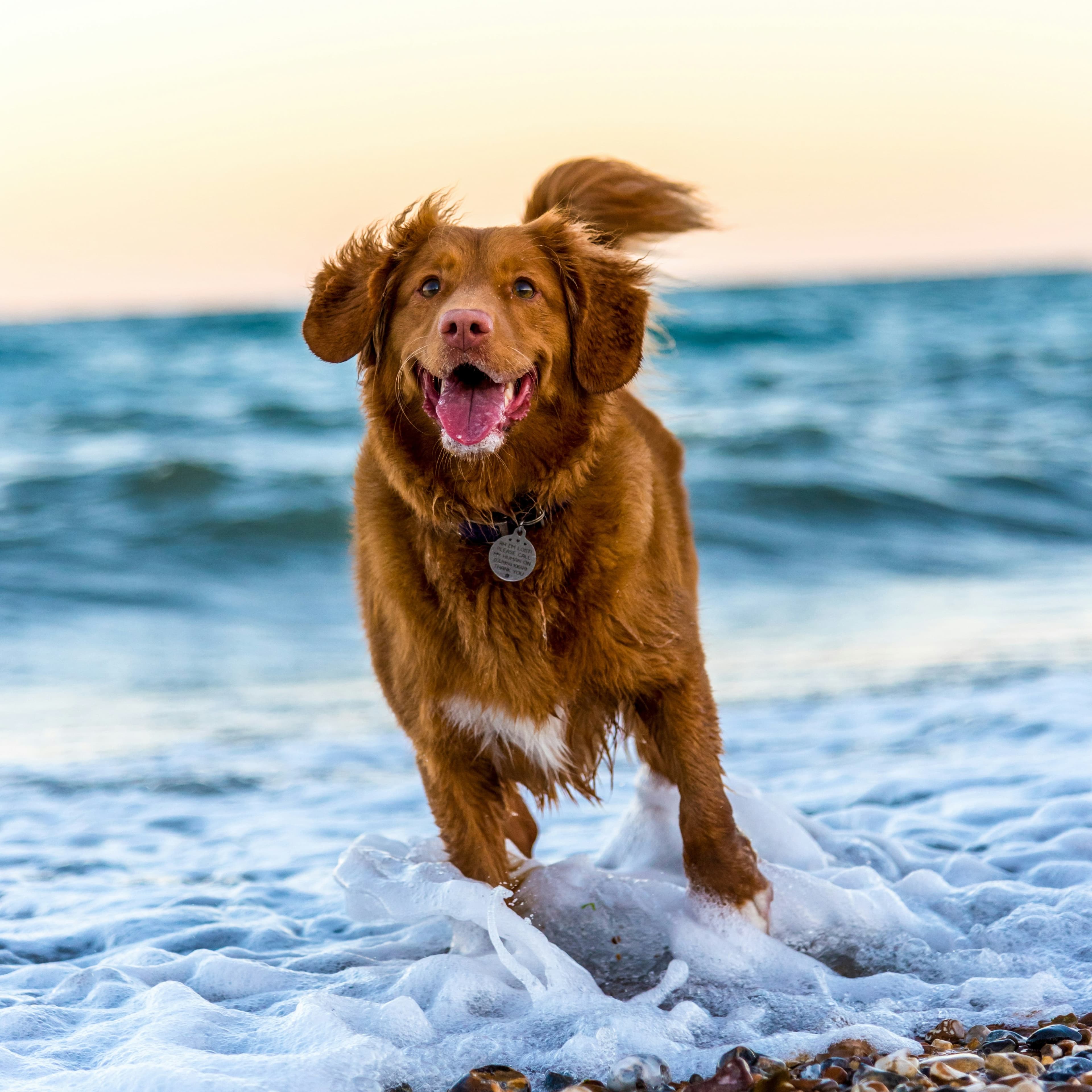 A photo of a happy orange dog playing in the ocean at sunset.