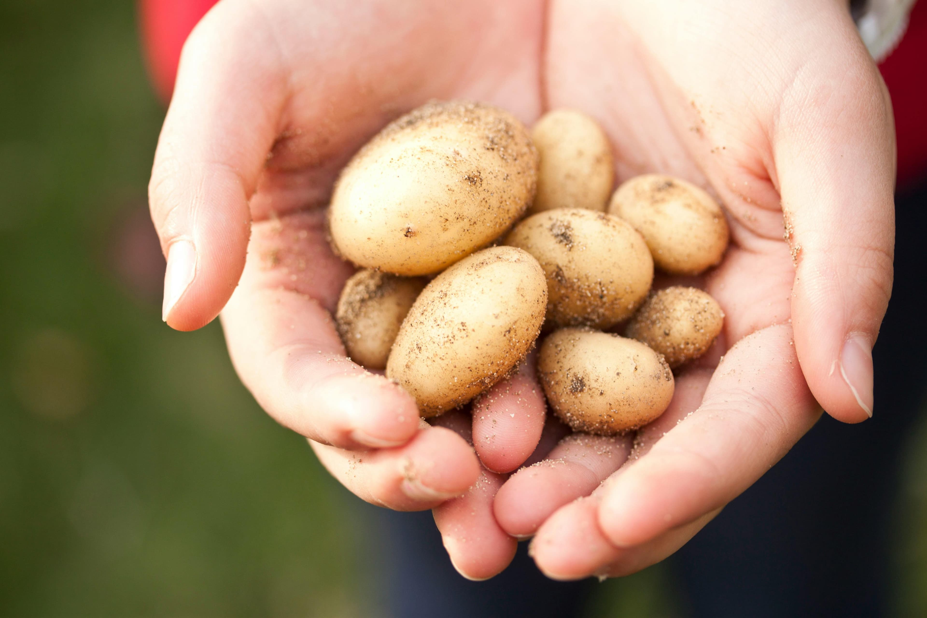 A photo shows a pair of hands holding 8 small potatoes.