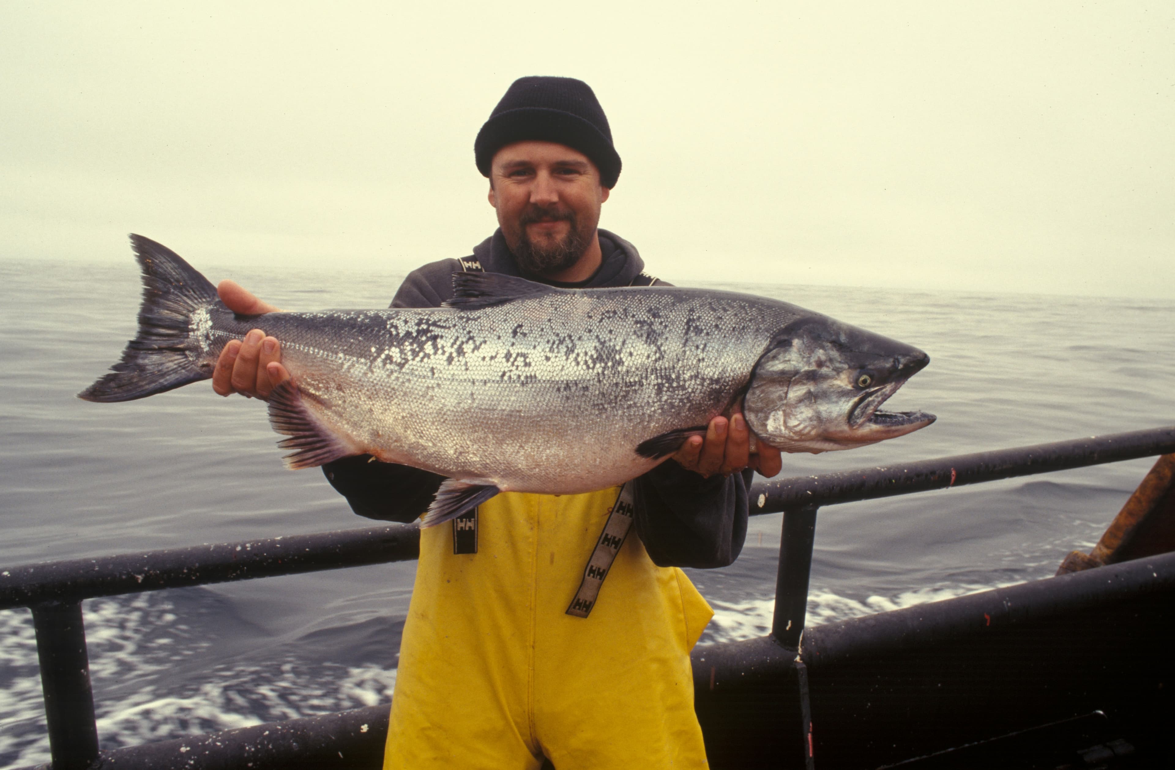 A man in fishing gear holds up a huge fish in front of the ocean.