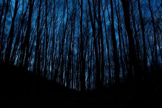 Spooky forest at night