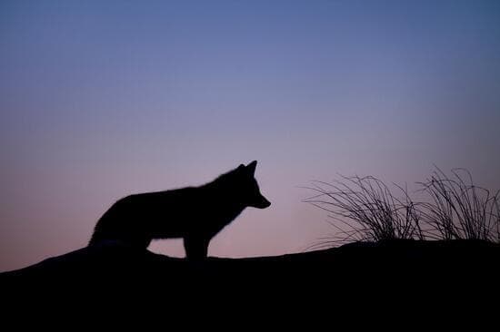 Wolf at sunset
