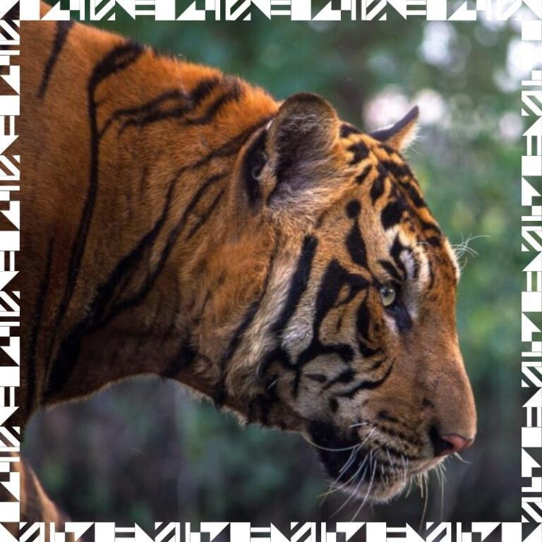 A picture of a tiger.